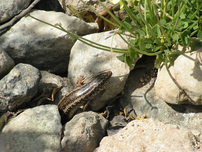 Malta, Delimara, Salamander, erwischt in Ghar Dalam - mittelmeer-reise-und-meer.de