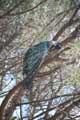 Filerimos, Pfau, Rhodos