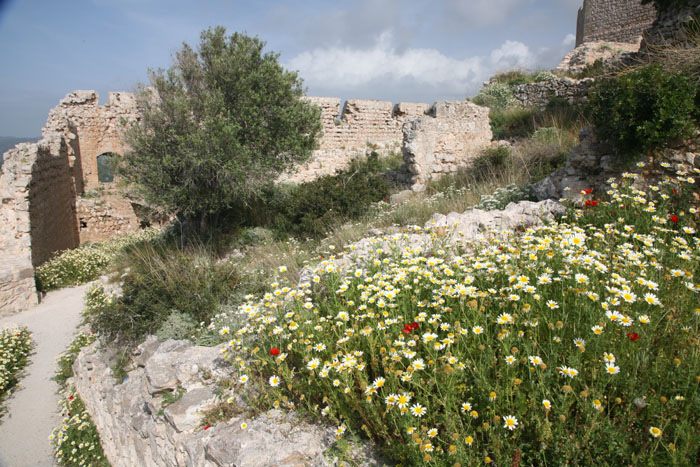 Rhodos, Kastell Kritinia, Wilde Blumen - mittelmeer-reise-und-meer.de