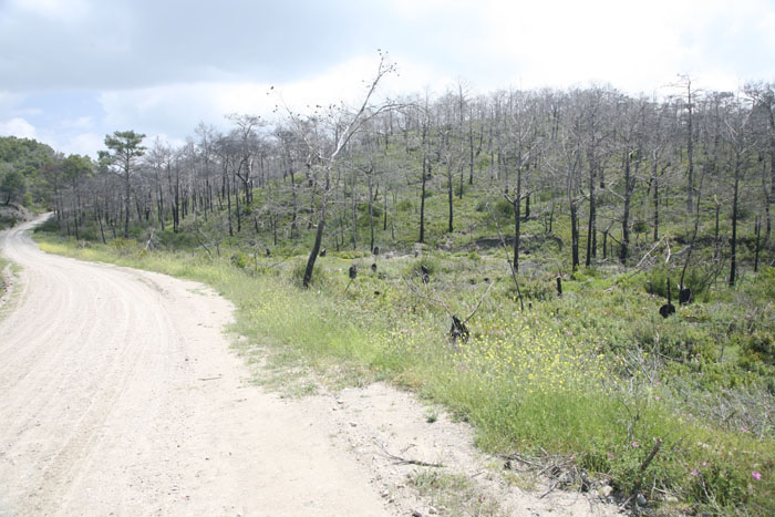 Rhodos, Laerma, Nach dem großen Waldbrand - mittelmeer-reise-und-meer.de