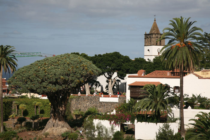 Teneriffa, Icod de los Vinos, Drachenbaum Drago Milenio - mittelmeer-reise-und-meer.de