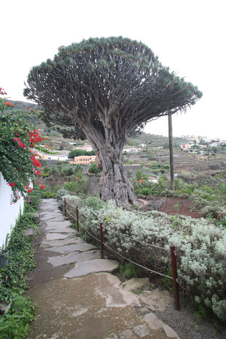 Teneriffa, Icod de los Vinos, Ruine im Park Drago Milenio, Drachenbaum - mittelmeer-reise-und-meer.de