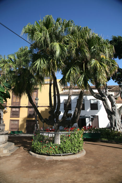 Teneriffa, Icod de los Vinos, Plaza La Constitucion - mittelmeer-reise-und-meer.de