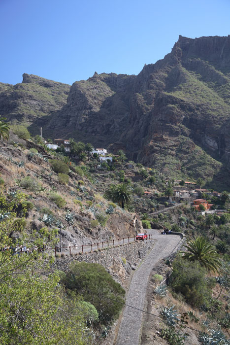 Teneriffa, Masca, Palmen an der Calle del Lomo de Masca - mittelmeer-reise-und-meer.de