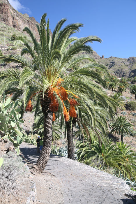 Teneriffa, Masca, Blick zur Carretera de las Portelas, der TF-436 - mittelmeer-reise-und-meer.de