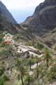 Masca, Palmen an der Calle del Lomo de Masca, Teneriffa