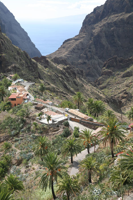 Teneriffa, Masca, Palmen an der Calle del Lomo de Masca - mittelmeer-reise-und-meer.de