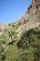 TF-436, Palmen am Hang am km 16,5, 16,9, Masca-Schlucht, Teneriffa