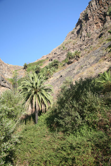 Teneriffa, TF-436, Palmen am Hang am km 16,5, 16,9, Masca-Schlucht - mittelmeer-reise-und-meer.de